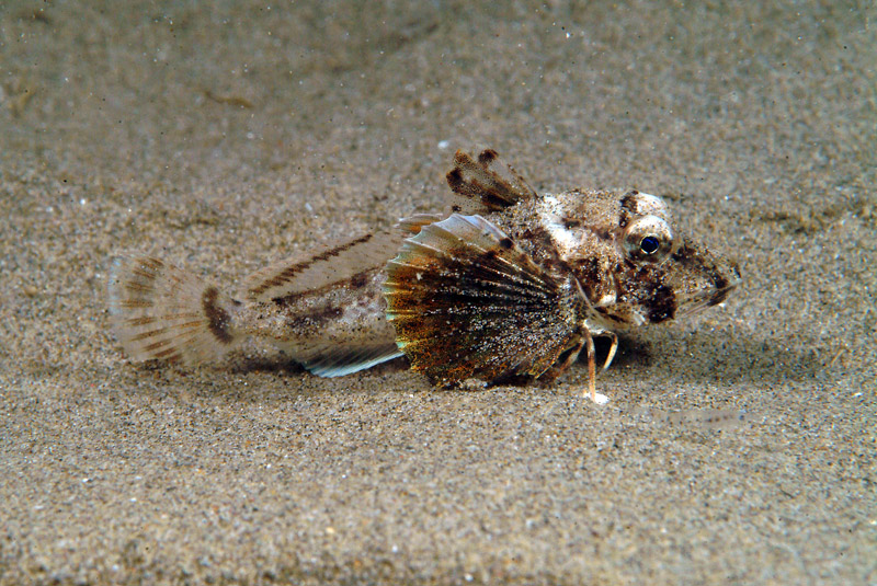 juvenile Chelidonichthys lucerna